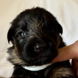 Riley - Black and red female German Shepherd puppy in Johnstown, Ohio from Vom Haus Neufus