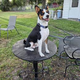 Merlin - Black tan and white male Basenji puppy in Caldwell, Texas from Candyce Witte