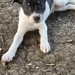 Orange collar boy - Black tan and white male American Hairless Terrier puppy in Denton, Texas from Distinct American Hairless Terriers