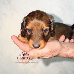 Anakin - Red male Dachshund puppy in South Fulton, Tennessee from Stiles' Heartfyre Dachshunds