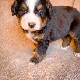 Bernedoodle, Bernese Mountain Dog, and Siberian Husky Puppies from Timberline Paws