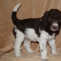 Aussiedoodle and Poodle Puppies from Covington Acres
