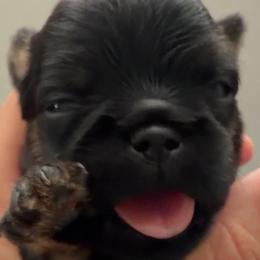 Boy 1 - Belge male Brussels Griffon puppy in Yucaipa, Texas from Griffs & Giggles Ranch - The Cortez Family