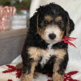 Bernedoodle Puppies from Better Day Bernedoodles
