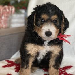 Bernedoodle Puppies from Better Day Bernedoodles