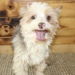 Sunny - Yorkshire Terrier