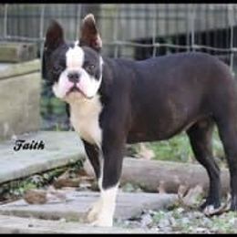 Boston Terrier, Boxer, and French Bulldog Puppies from Azaleas Euro Boxers & Boston Terriers