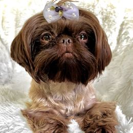 Honey - Shih Tzu