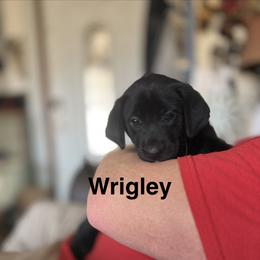 Wrigley, Purple collar, female - Black female Labrador Retriever puppy in Moore, Oklahoma from Okiehuntinboyz Labrador Retrievers
