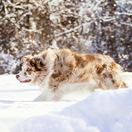 Cruz - Border Collie