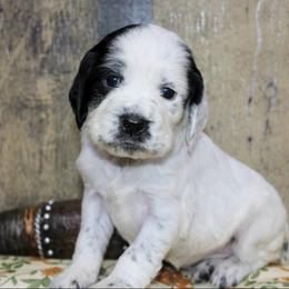 Ruby - White and black female English Springer Spaniel puppy in Winchester, Kentucky from Hidden Springs Farm