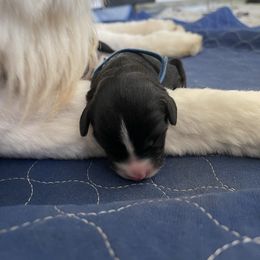 Bowie - Black and white male Sheepadoodle puppy in Rocky Point, North Carolina from CelticDoods