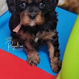 Cavalier King Charles Spaniel Puppies from Royalton Cavaliers