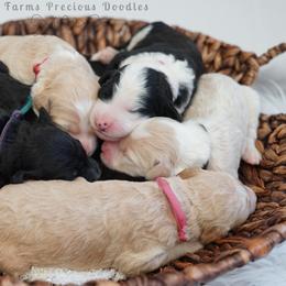 Goldendoodle and Sheepadoodle Puppies from The Farms Precious Doodles