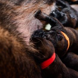 German Shepherd Puppies from MCX K9