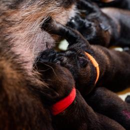 German Shepherd Puppies from MCX K9