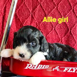 Allie - Black and white female Portuguese Water Dog puppy in Narvon, Pennsylvania from Prized Family Porties