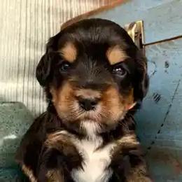 Orion - Australian Labradoodle