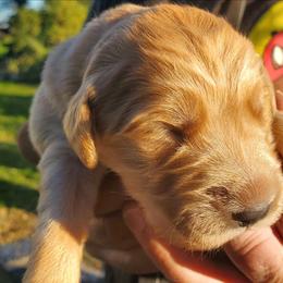 Golden Retriever puppies Girl 1-Kelly - Red  female Goldendoodle puppy in Orland, California from Elliott's Elite Puppies