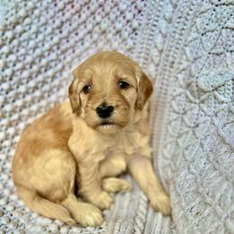 Blue Moon - Apricot male Goldendoodle puppy in Stockton, California from Port City Doodles
