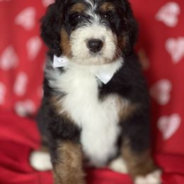 Bernedoodle and Bernese Mountain Dog Puppies from Mountain Top Bernedoodles