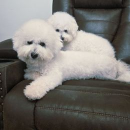Indie - White female Bichon Frise puppy in Pickens, South Carolina from Beloved Bichon
