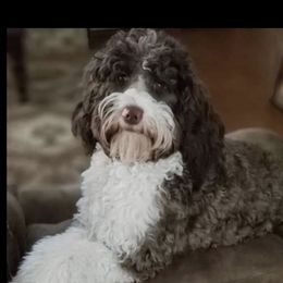 File' - Australian Labradoodle