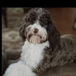 File' - Australian Labradoodle