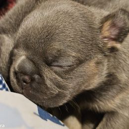 French Bulldog Puppies from BF Frenchie's