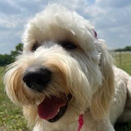Goldendoodles from Double G's Doodles