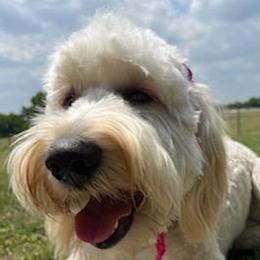 Goldendoodles from Double G's Doodles