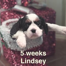 Lady Rose(Lindsey) - Tri-color female Cavalier King Charles Spaniel puppy in Broken Arrow, Oklahoma from Cavalier King Charles Heartland