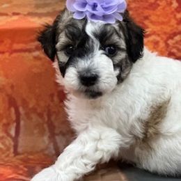Girl 2 - Parti female Poodle puppy in Pawtucket, Rhode Island from Ds_minidoodles