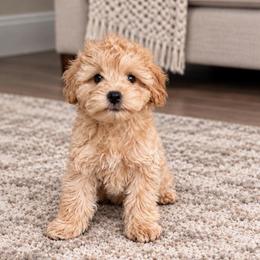Sammy - Apricot male Goldendoodle puppy in Swartz Creek, Michigan from Michigan Doodles