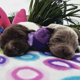 Newfoundland Puppies from Vermillion Newfoundlands