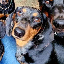 Poppy - Dachshund