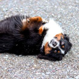 Miniature American Shepherd puppies from Lost Coast Aussies