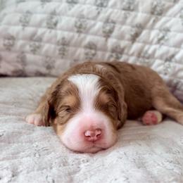 Butterscotch - Chocolate merle male Bernedoodle puppy in Pennsylvania from Bells Bernedoodles