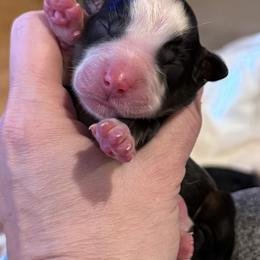 Willow - Black tri female Miniature Australian Shepherd puppy in Romney, West Virginia from South Branch Mini Aussies