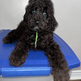 Aero - Black male Poodle puppy in Valdosta, Georgia from Posh Poodles