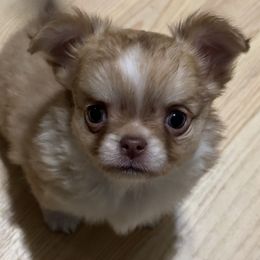 Reese - Gold and white female Chihuahua puppy in Northboro, Iowa from So Sweet Chihuahuas