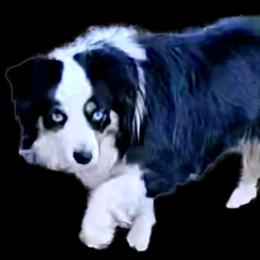 Topaz - Miniature Australian Shepherd