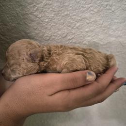 Peanut - Apricot male Poodle puppy in Chandler, Arizona from Fabi Poodle