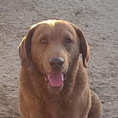 Shooter - Chesapeake Bay Retriever