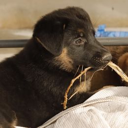 German Shepherd Puppies from Vom Haus Denfors K9