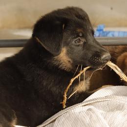 German Shepherd Puppies from Vom Haus Denfors K9