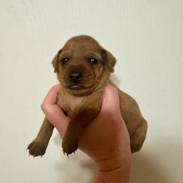 Raegan - Stag red female Miniature Pinscher puppy in Eatonton, Georgia from TNT Puppies