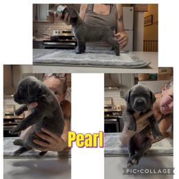 Yellow collar Pearl - Gray female Cane Corso puppy in Scott County, Tennessee from Nuovo Inizi Kennels