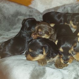 Yorkshire Terriers from Animal House