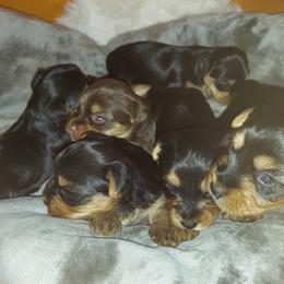 Yorkshire Terriers from Animal House
